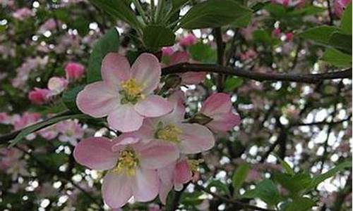 新2会员新2登陆：008白菜网(【白菜网