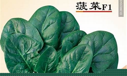 菠菜全讯：菠菜公司广告(菠菜广告是什么意