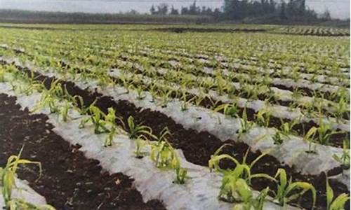 菠菜电玩城官网苹果版：专业菠菜导航官网 (2)
