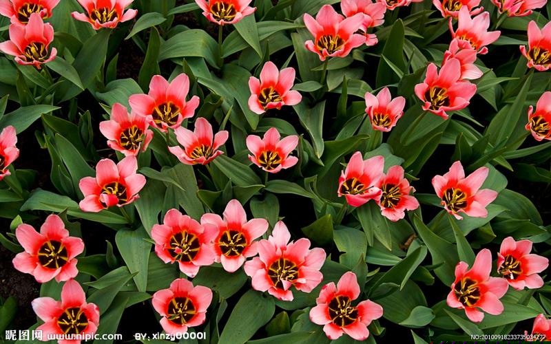 菠菜交流平台